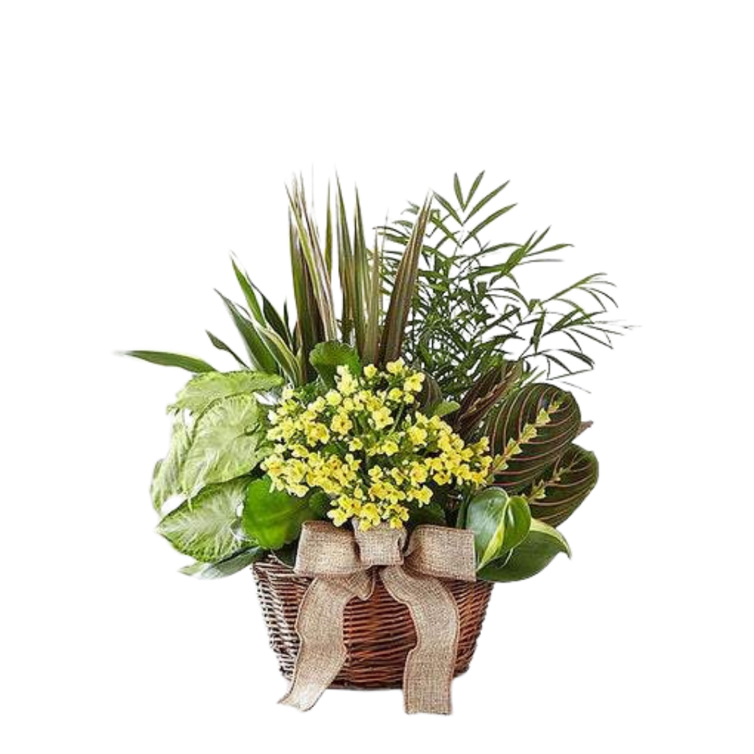 Snelgrove’s Euro Dish Garden