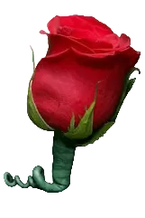 Men's Rose Boutonniere - Red
