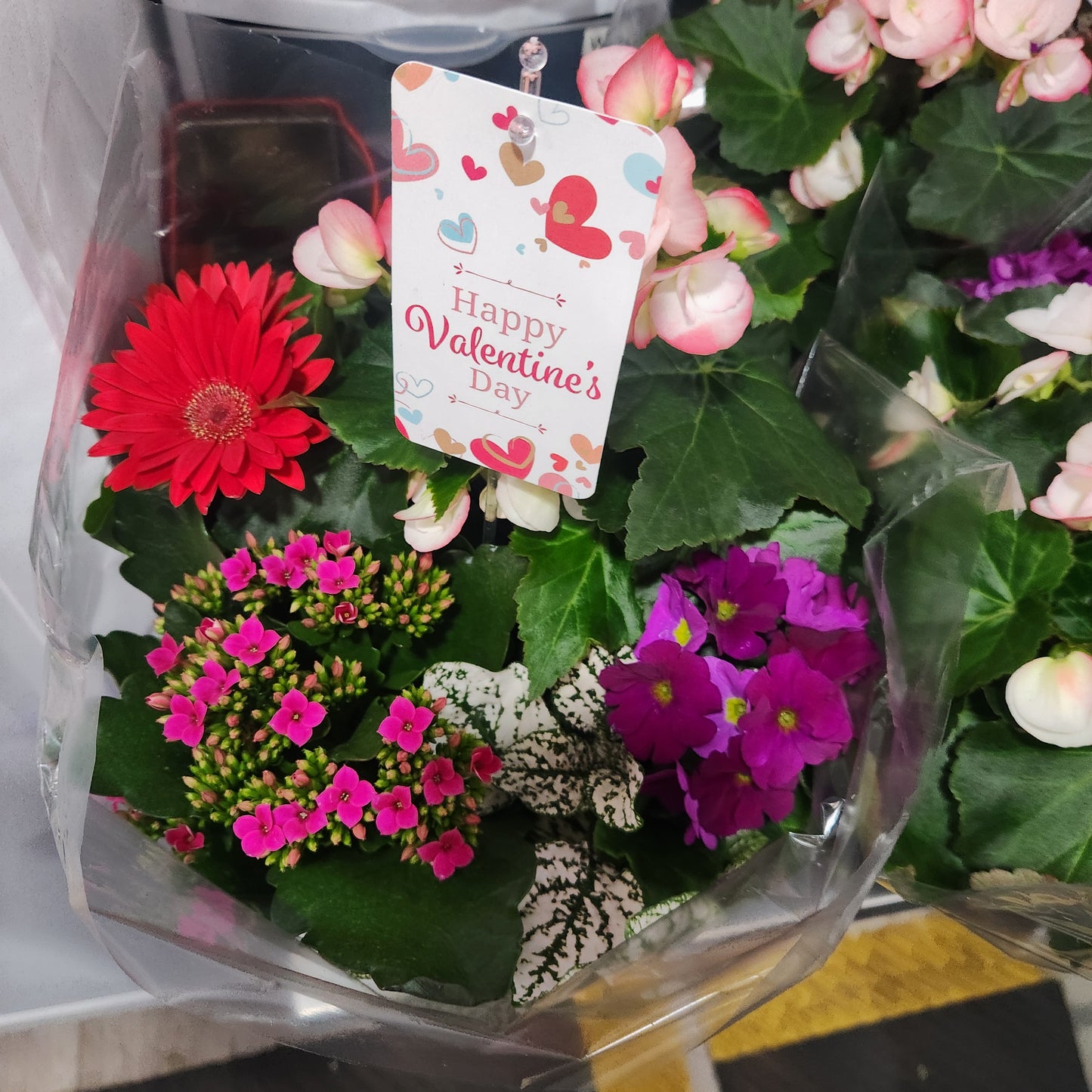 Potted Valentines Plants