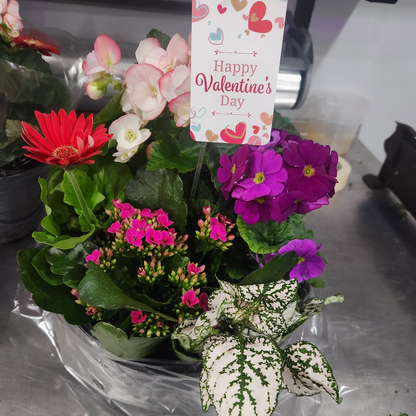 Potted Valentines Plants
