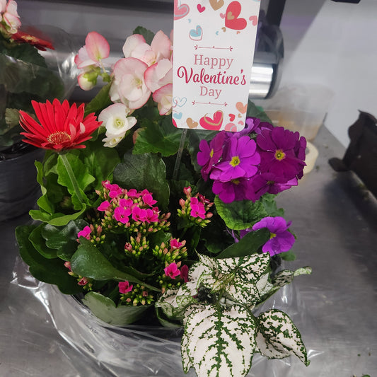 Potted Valentines Plants