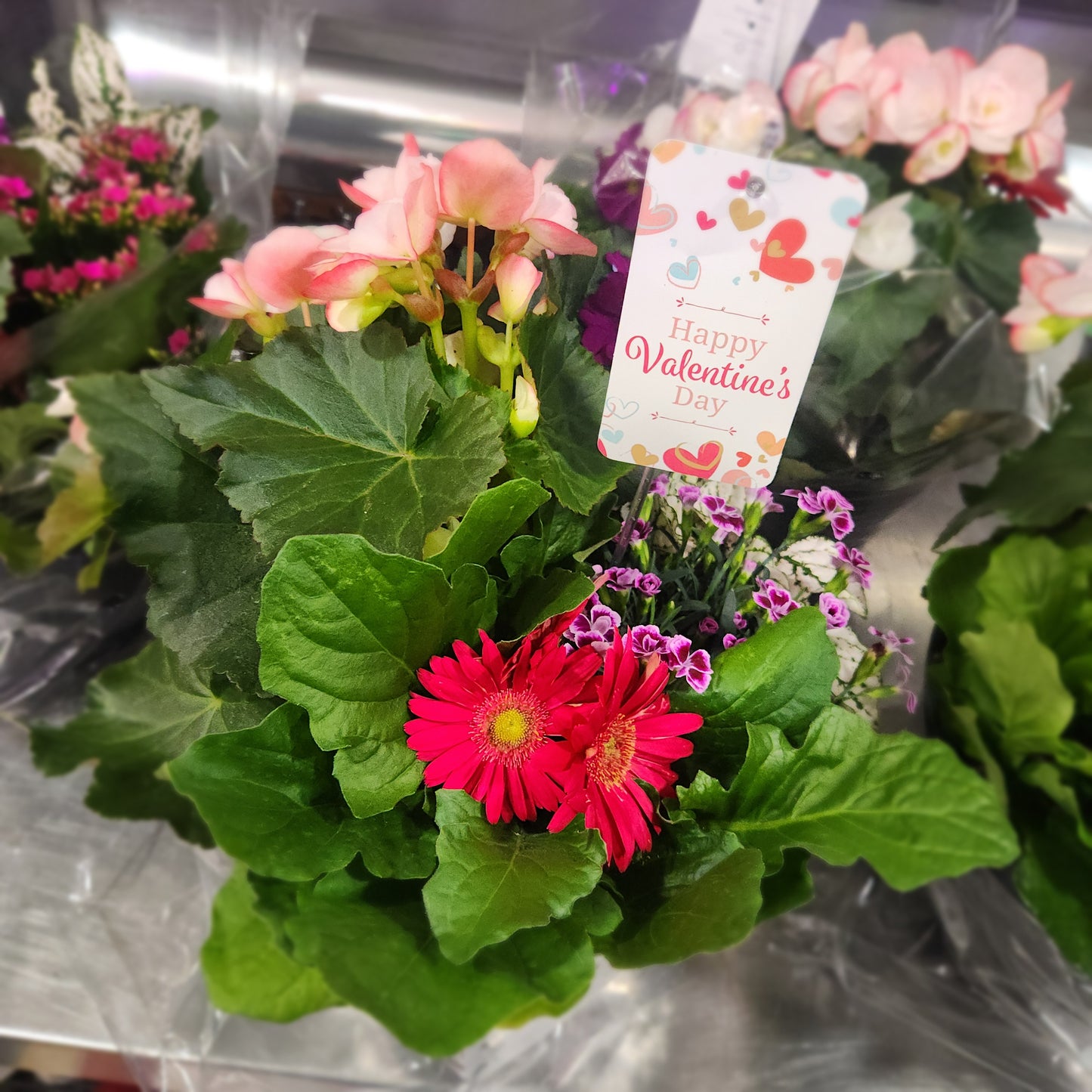 Potted Valentines Plants