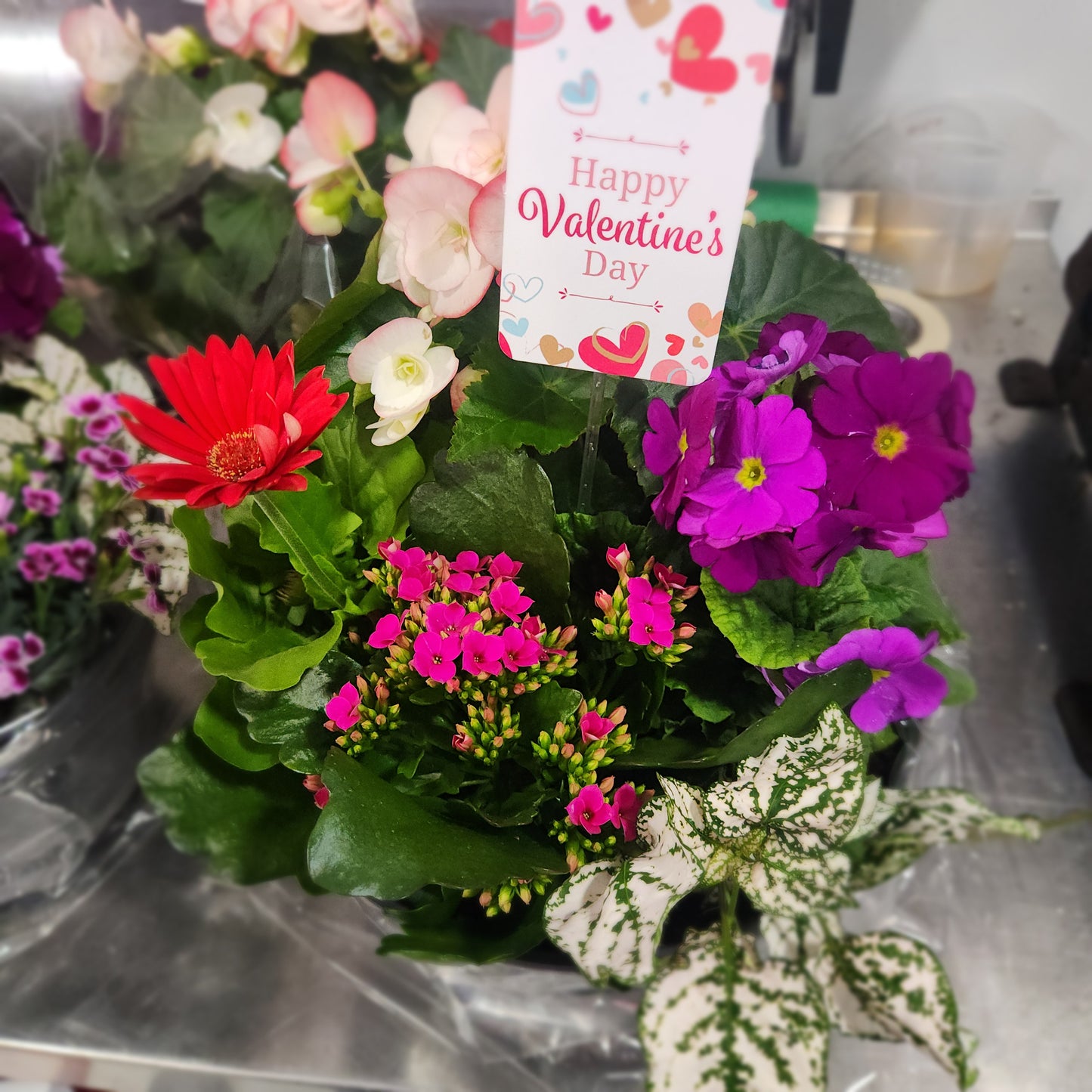 Potted Valentines Plants