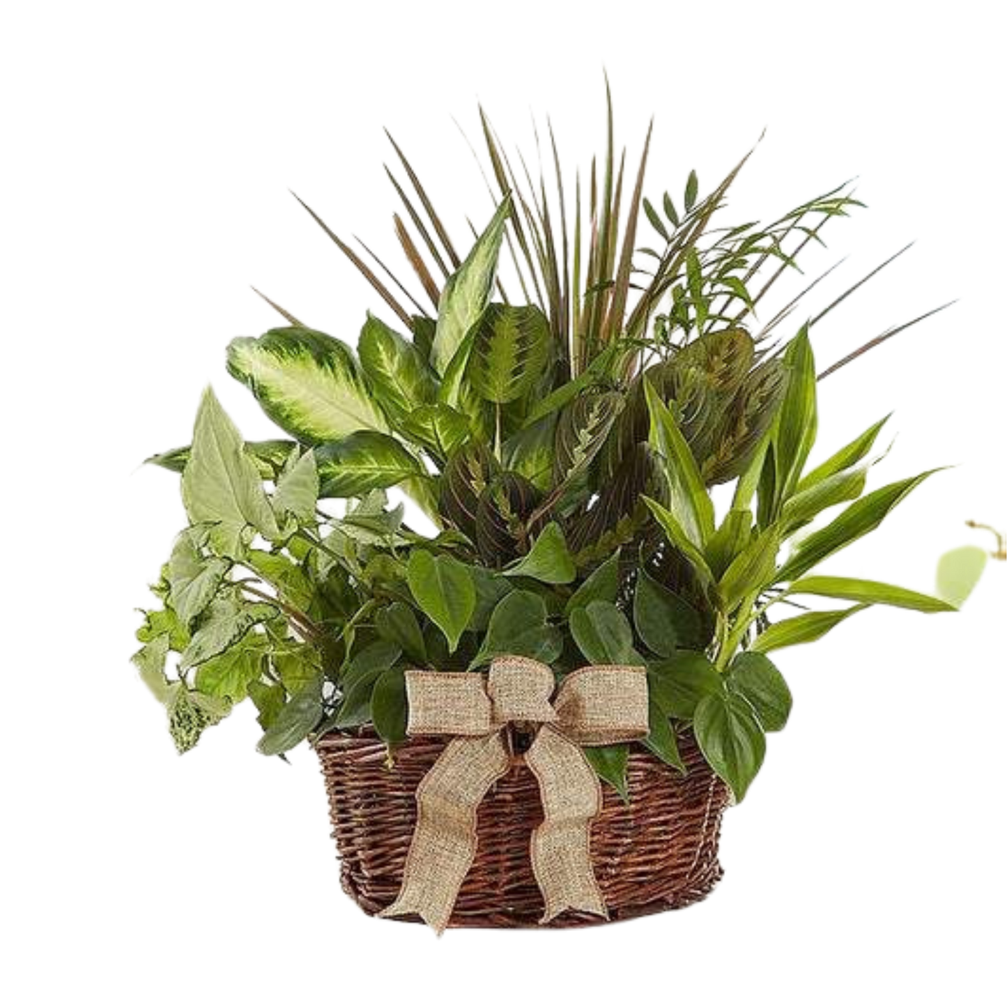 Snelgrove’s Classic Dish Garden