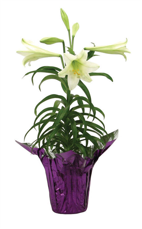 Easter lilies Plant