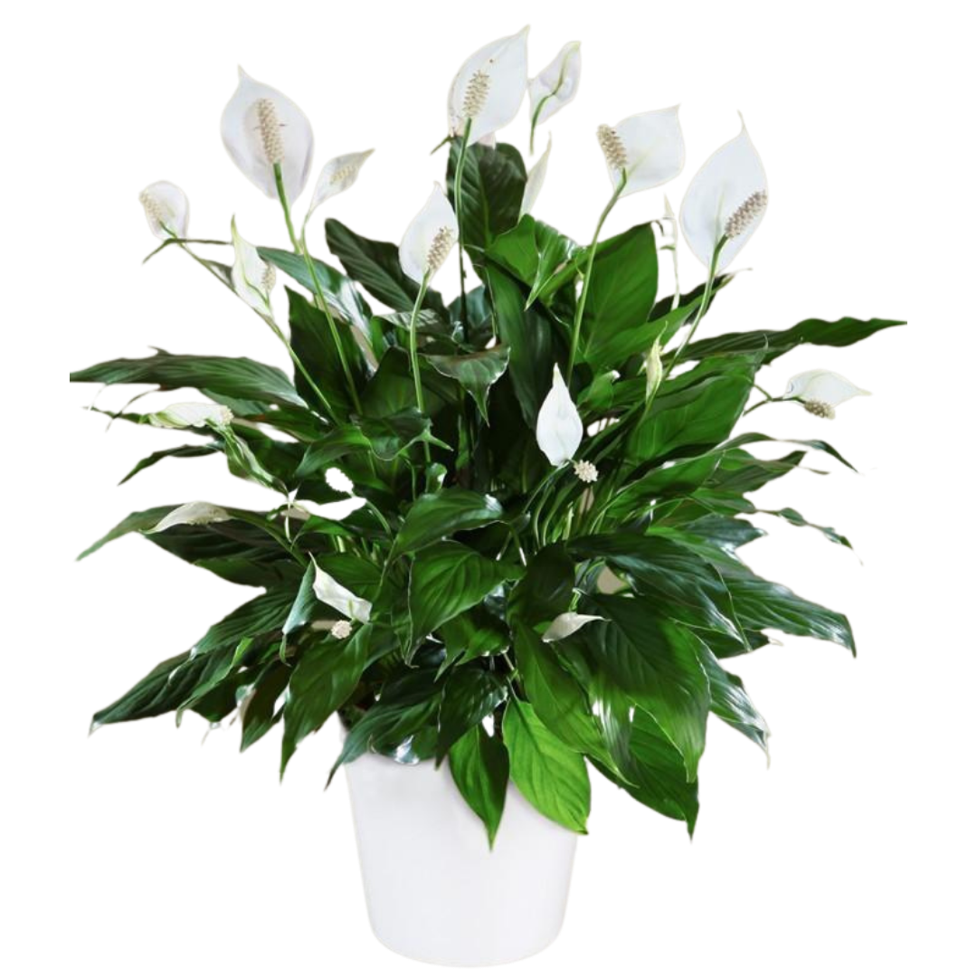 Peace Lily