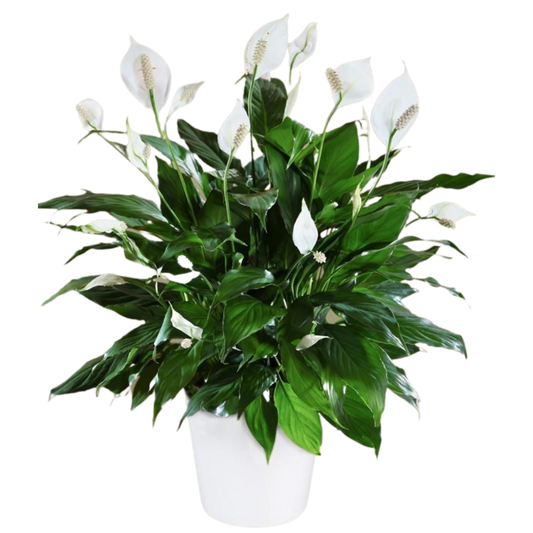 Peace Lily