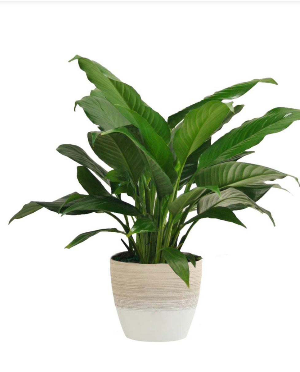 Peace Lily