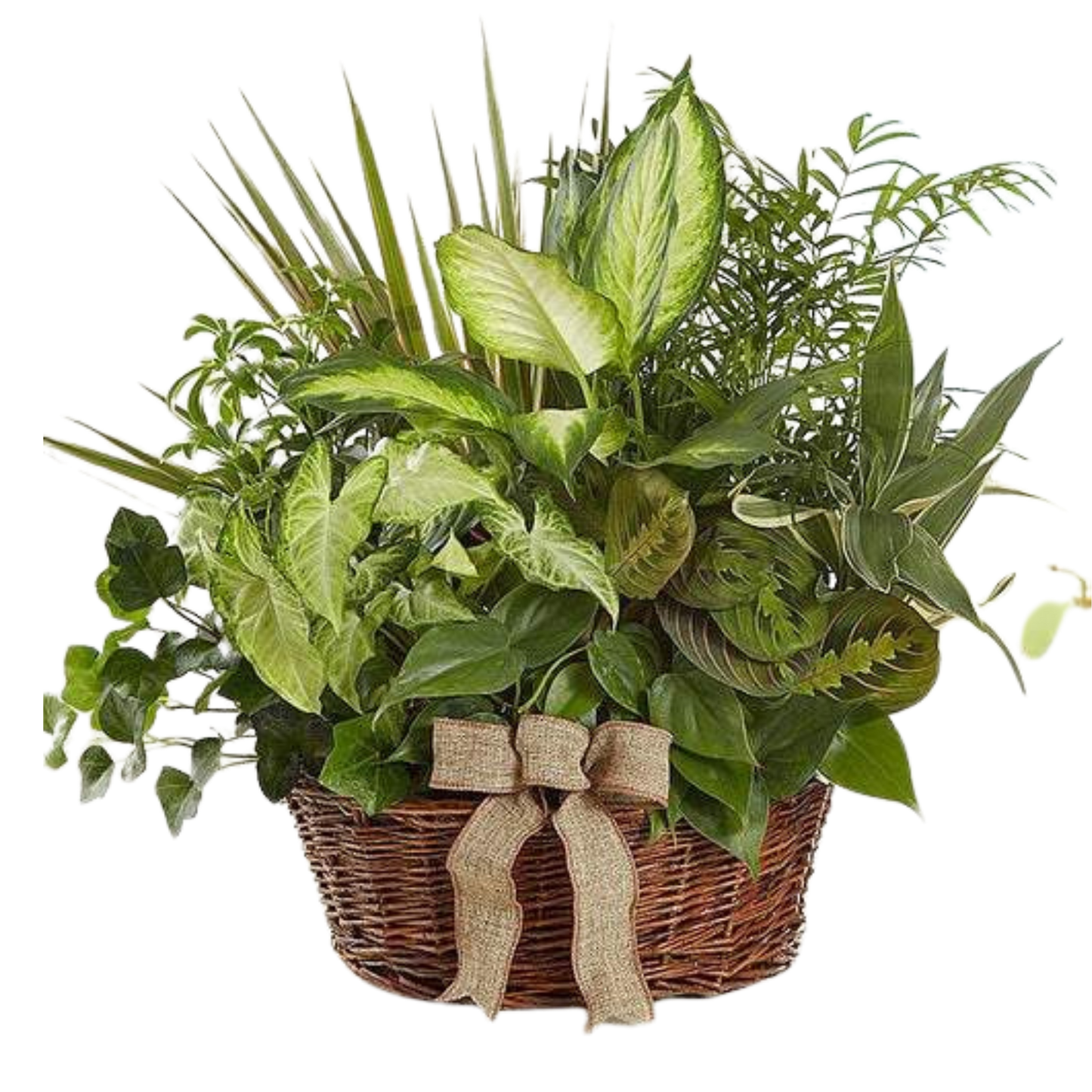 Snelgrove’s Classic Dish Garden