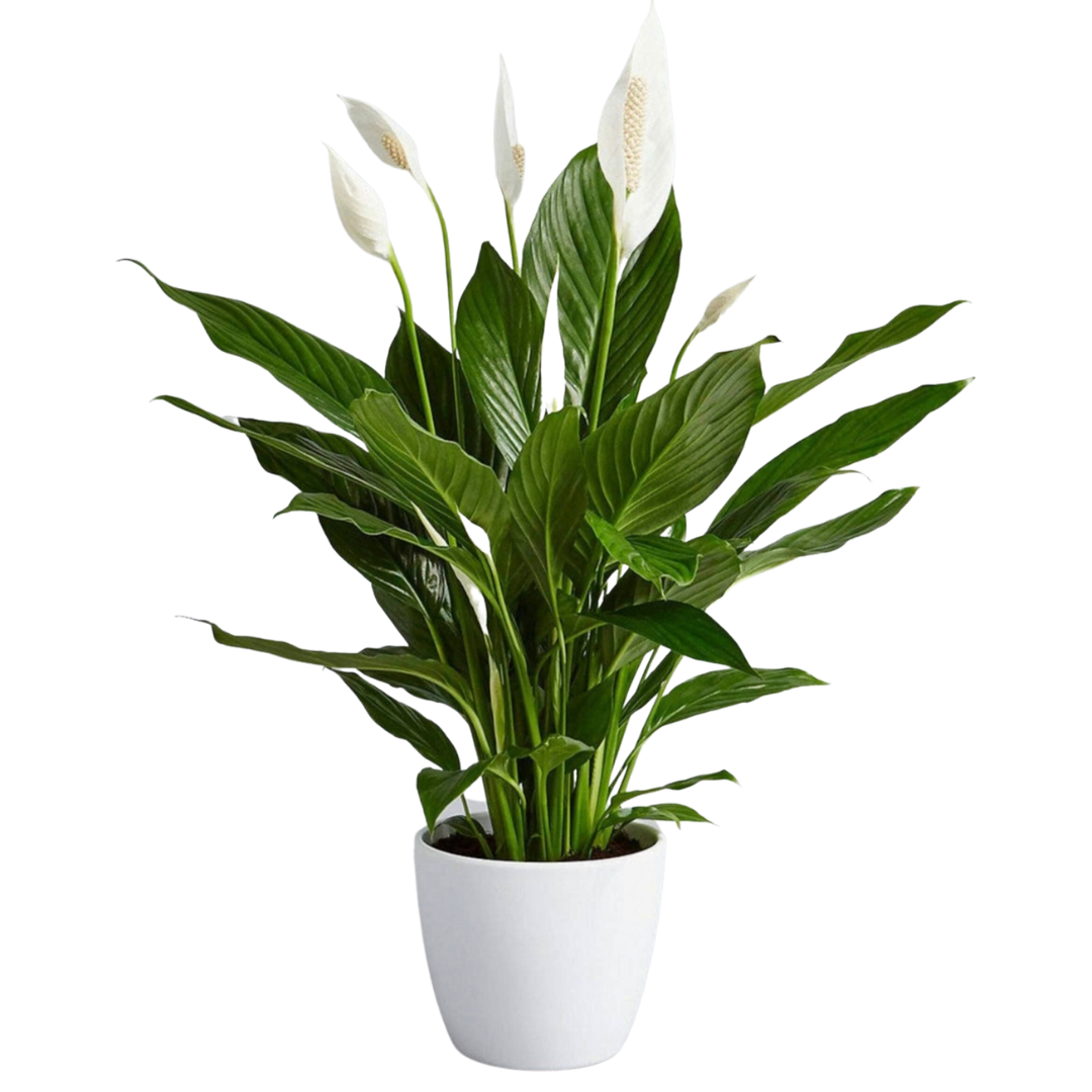 Peace Lily