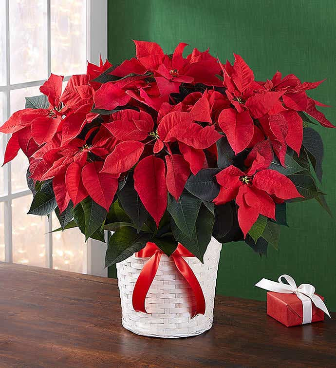 Poinsettia